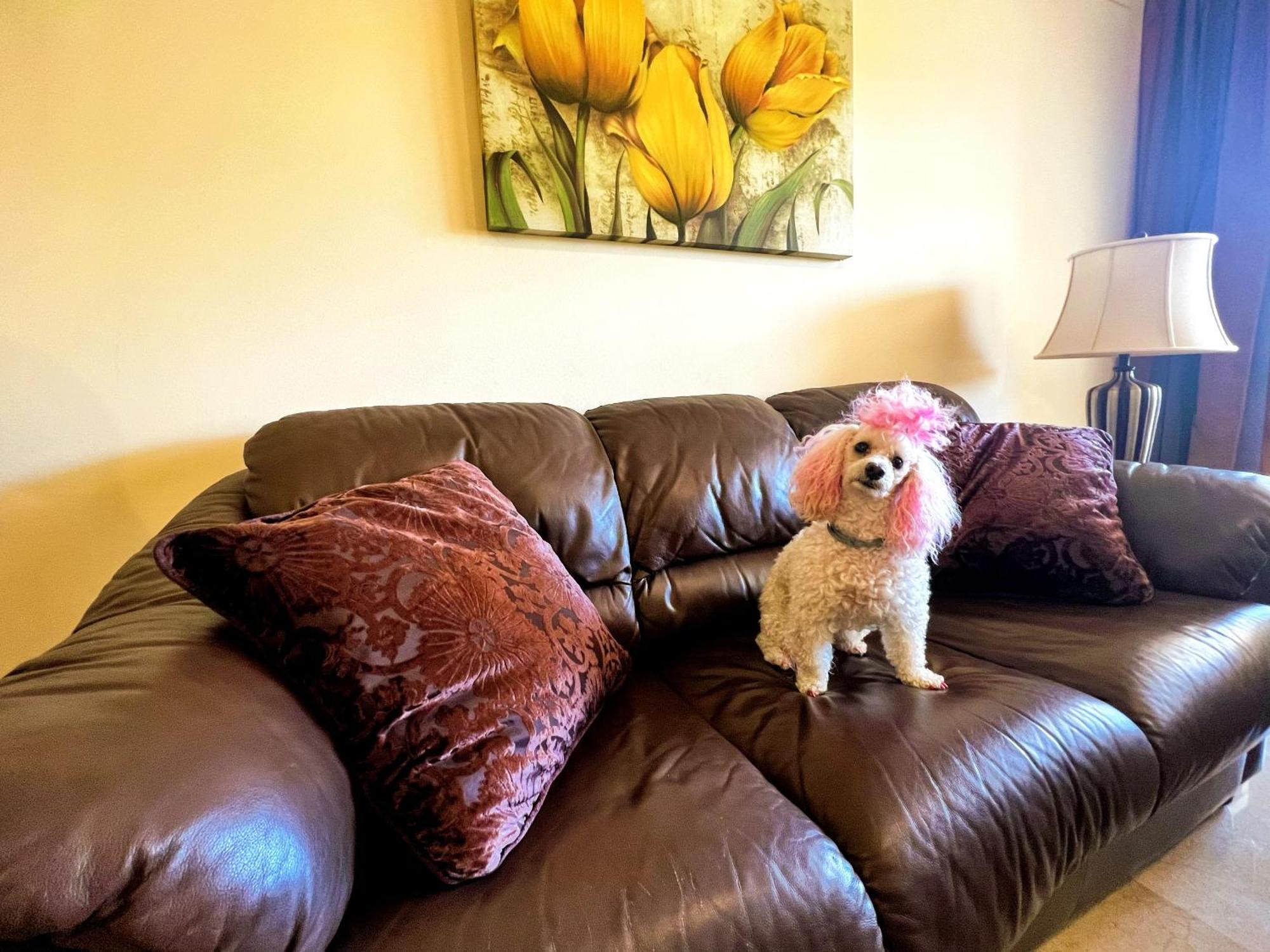 Apartment Serene Family Oasis: Poolside Retreat With Convenient Amenities